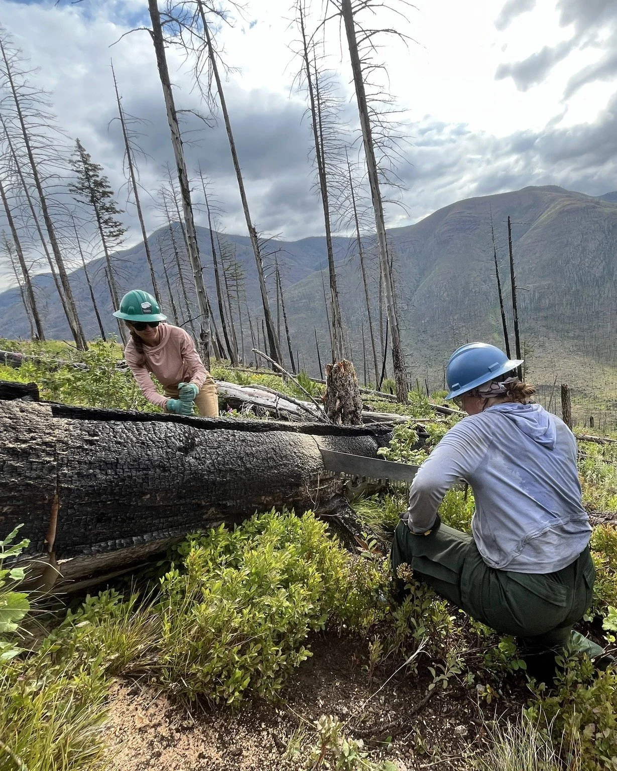 Marching on with our Volunteer FAQ series 🥾

Q: What kind of work can I expect on a BMWF Volunteer Adventure?
A: Since we work in designated Wilderness, all projects use primitive tools like crosscut saws, pulaskis, hand saws, loppers and shovels. T