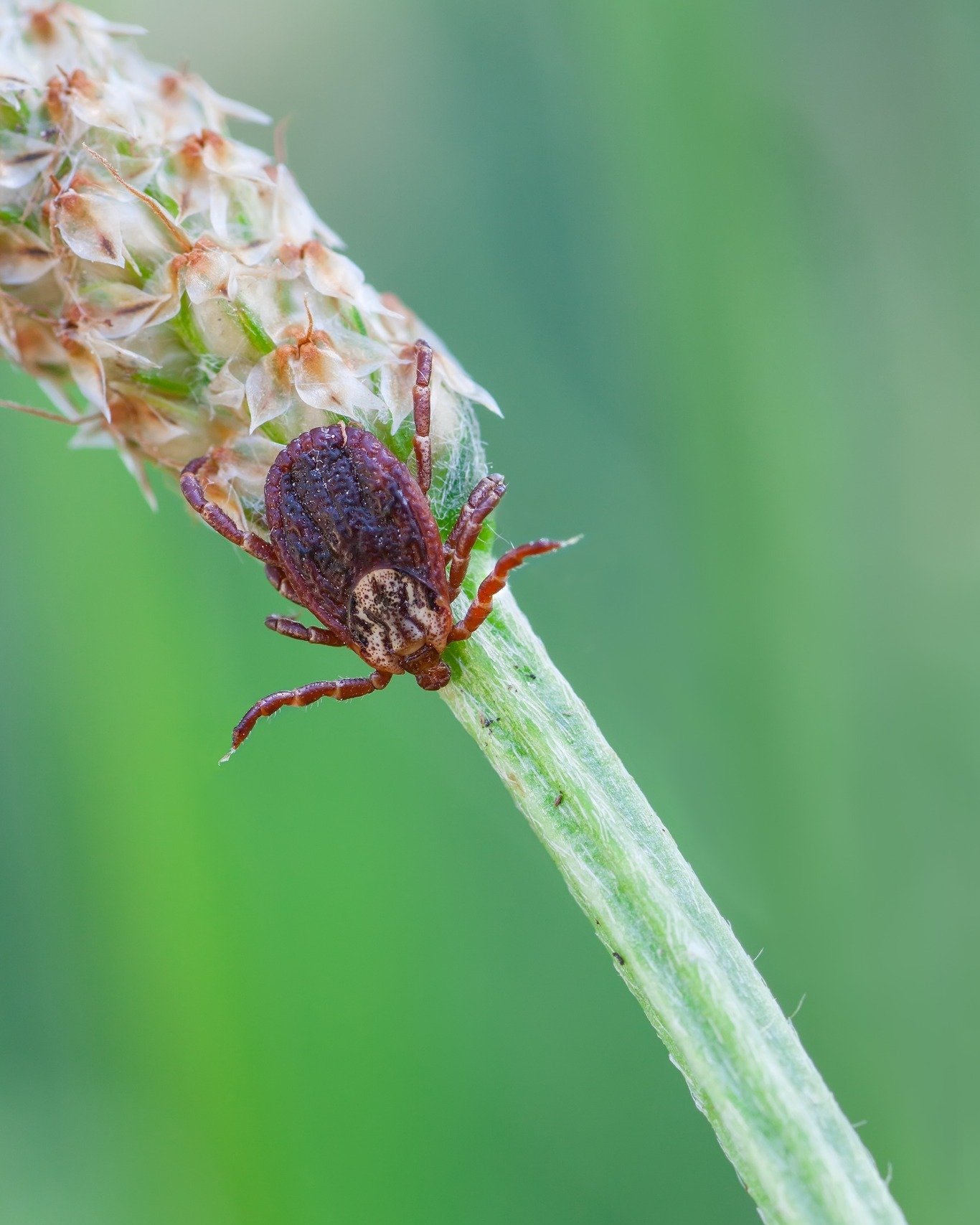Friendly (and gross) reminder that we are solidly in tick season! As you're getting out and enjoying the spring weather, make sure you're checking for ticks on both yourself and your pets to avoid tickborne diseases.

Montana Department of Public Hea