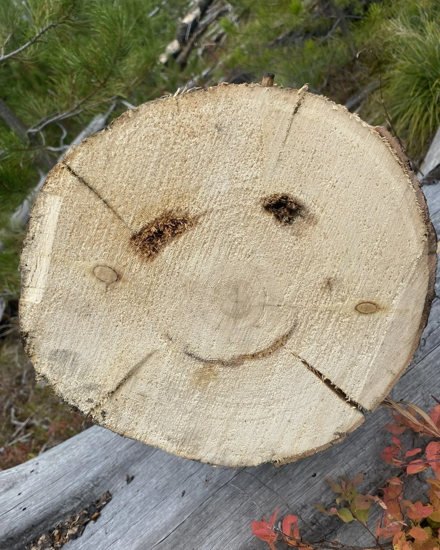 Happy Friday! If this isn't just the most adorable crosscut tree we've ever seen 🥹 Our Crew Leaders came across this cutie on their last hitch up Straight Creek #212, where they cleared 406 trees over nine days. Dang, y'all!!

It's hard to believe t