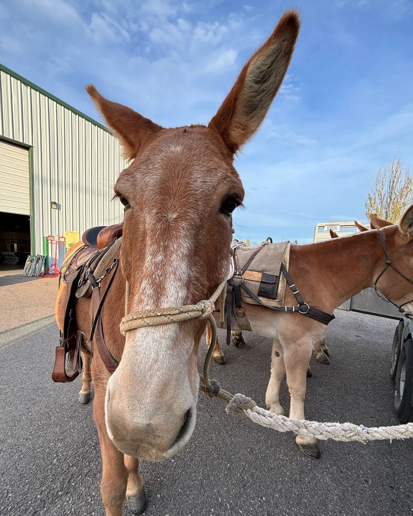 Hey you! Friendly reminder that this is the FINAL WEEK to get your discounted tickets to the BobFest! 

Our annual celebration and fundraiser is coming soon on Friday, October 16th from 5-9 PM at the Flathead County Fairgrounds Expo Building. **Ticke
