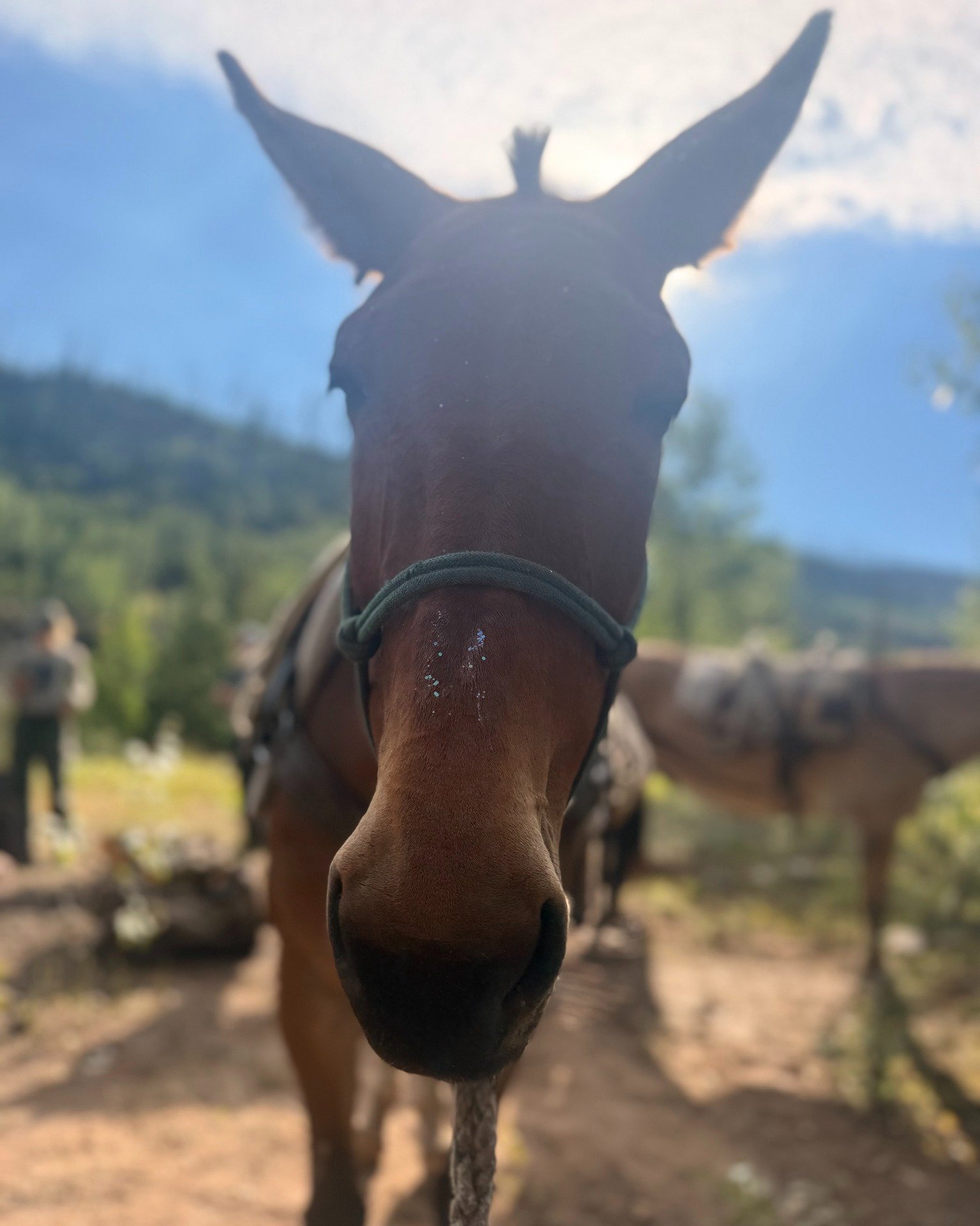 Happy National Mule Day!! These critters teach us so much &ndash; to slow down and think before making a move; to carry your share of the load; to rely on one another and stay surefooted through rough terrain. We appreciate all of the ways they help 