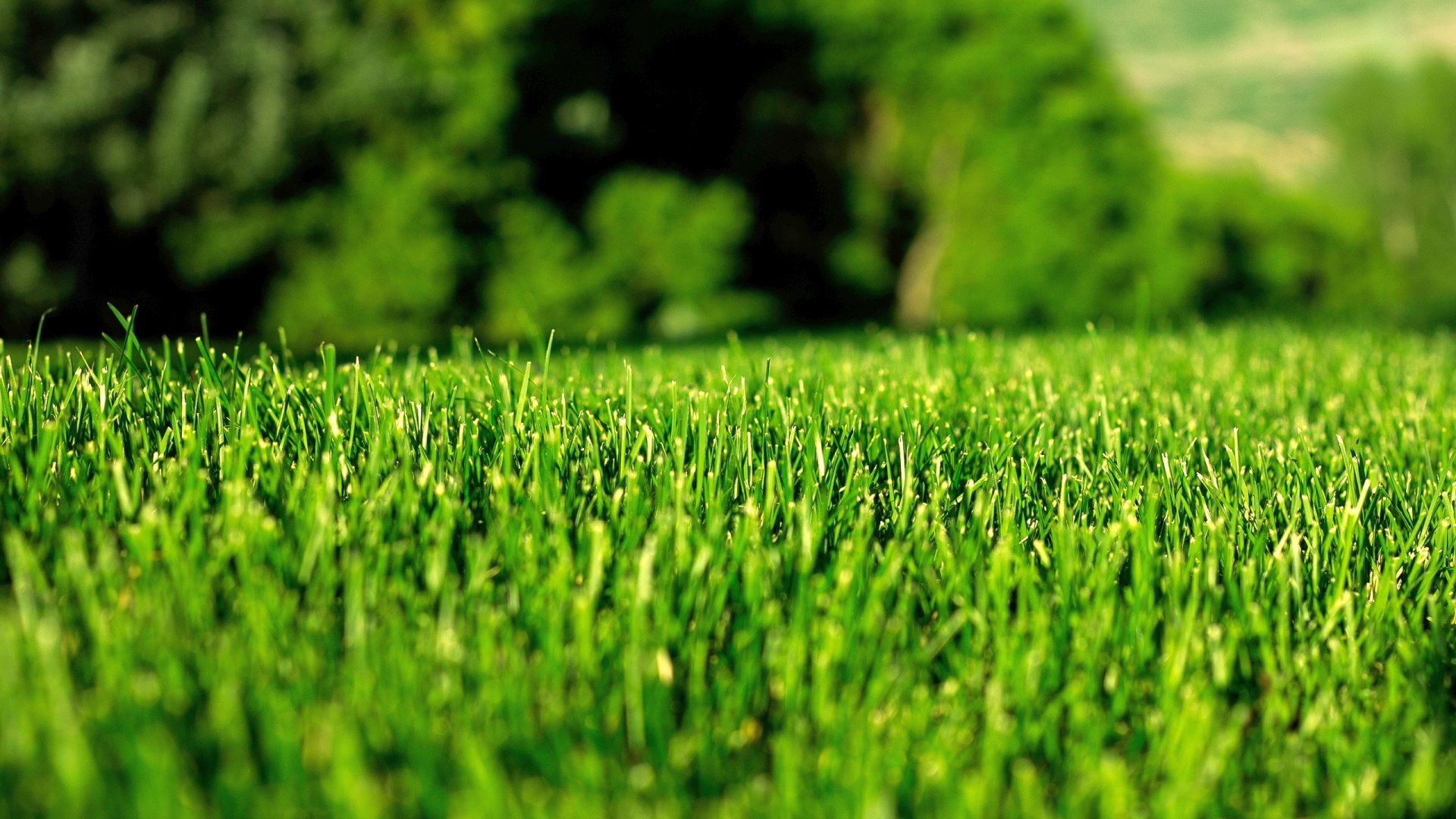 green-lawn-1920x1080.jpg