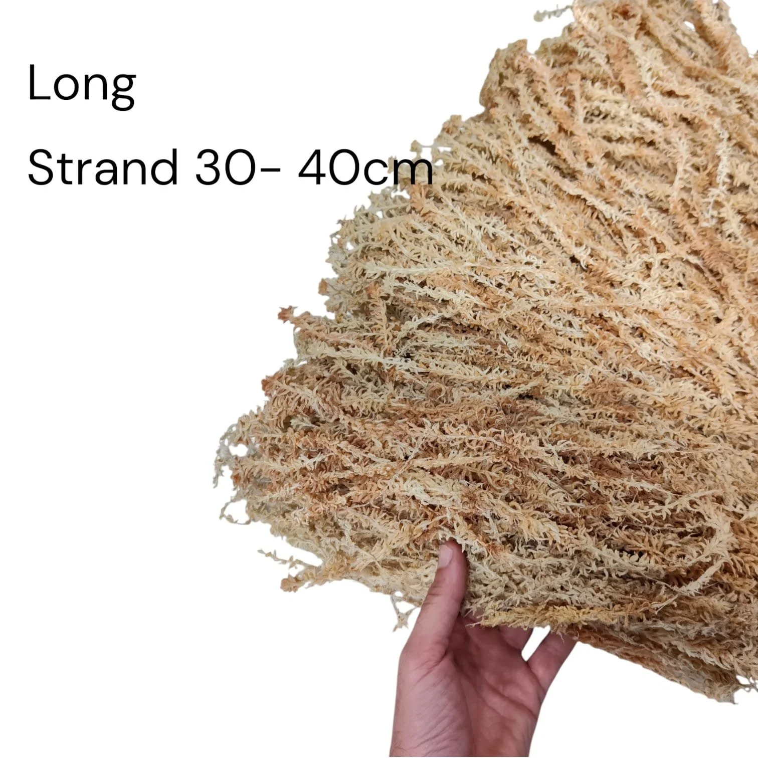 long strand.jfif