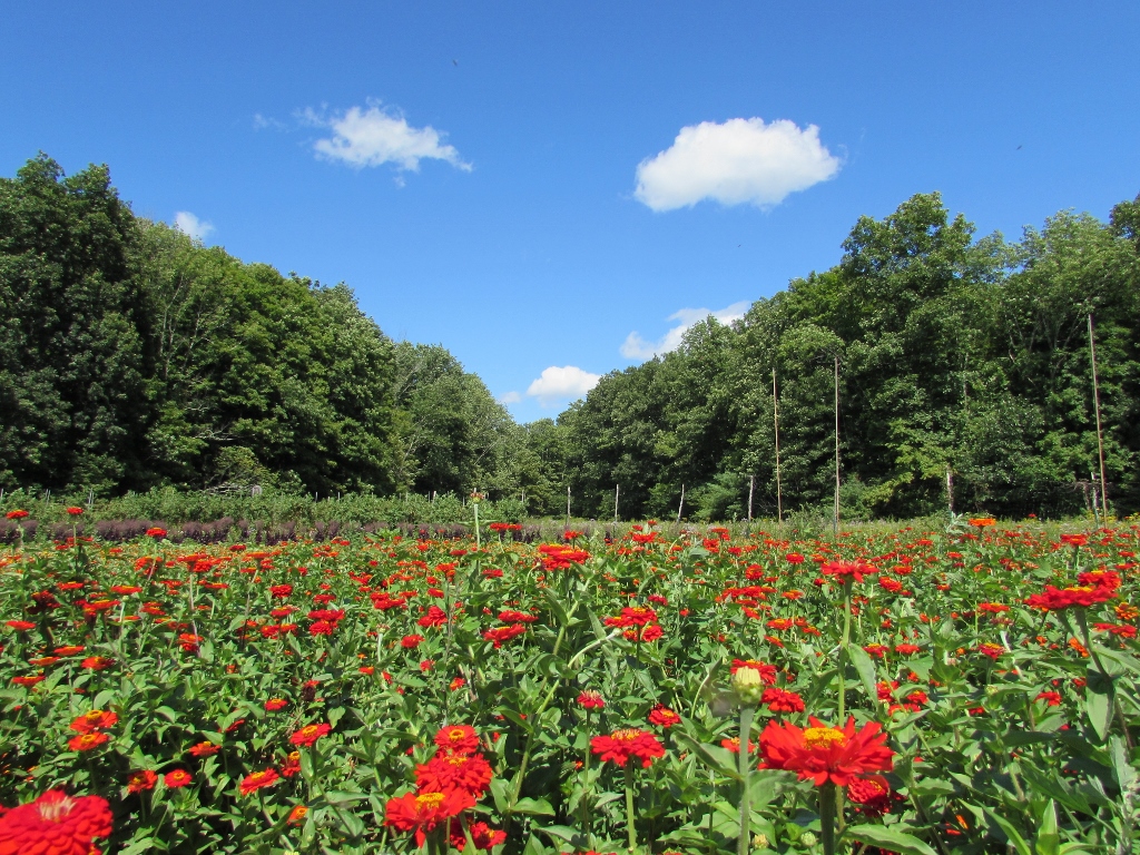  Zinnia Flower Field  at the Hudson Valley Seed Library  