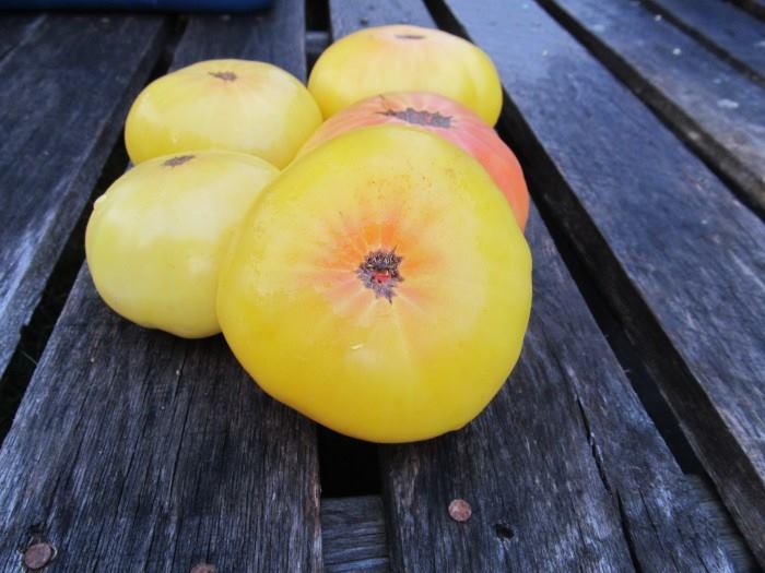  Summer Sunrise Tomato is a product of the collaborative Dwarf Tomato Project, which aims to breed great tasting, interesting, open-pollinated dwarf varieties. It yields big quantities of medium-sized pale yellow fruits with a pink star-burst. The fl