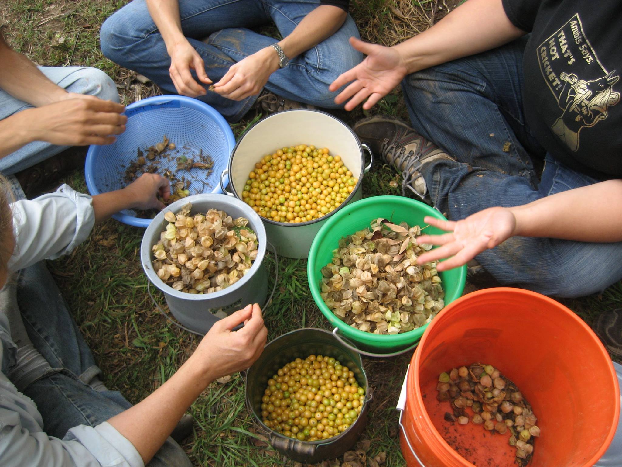  Seed saving workshop at the Hudson Valley Seed Library. Those are Ground Cherries. 