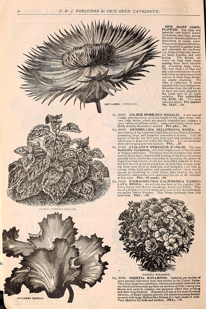  Henry G. Gilbert Nursery and Seed Trade Catalog Collection.; R. &amp; J. Farquhar Company.&nbsp;   Source.  