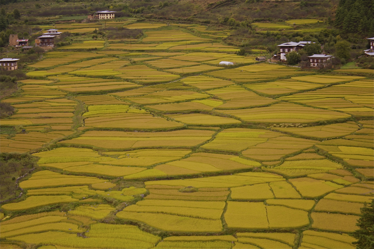  Fields of food in Bhutan Photo  by Tshering Lhamtshok 