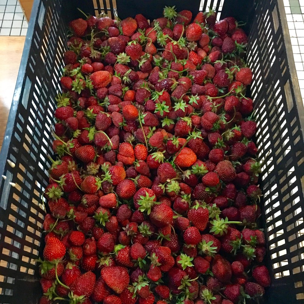  Detroit-grown strawberries from Buffalo St. Farm for Russell Street Deli's strawberry preserves. 