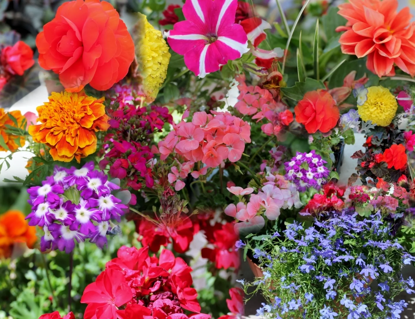 Flowers
