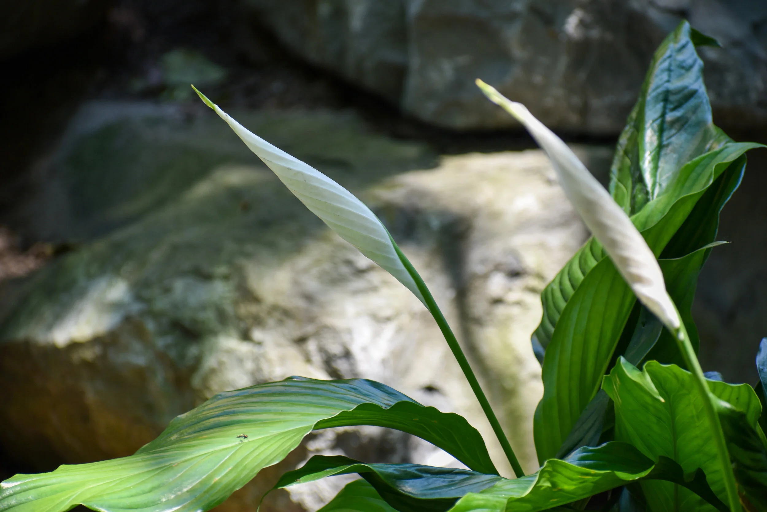 DSC_1055.jpg