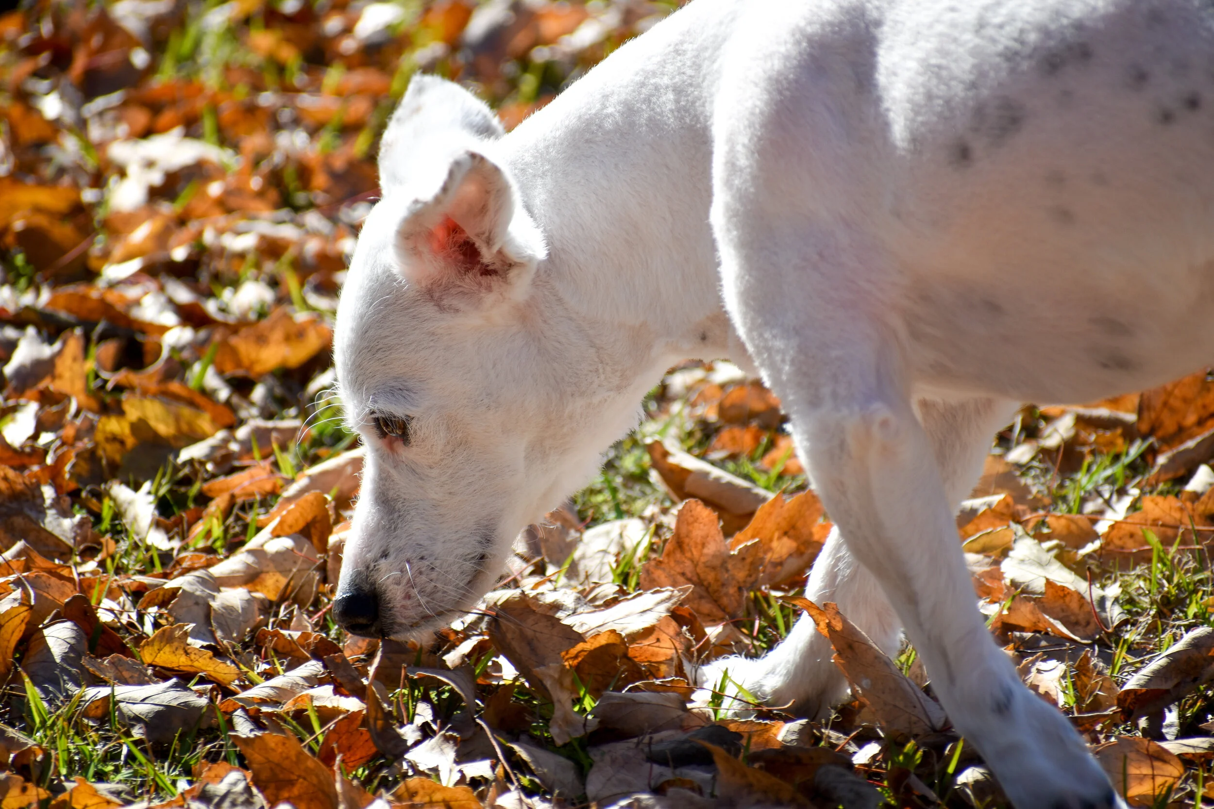 DSC_0554.jpg
