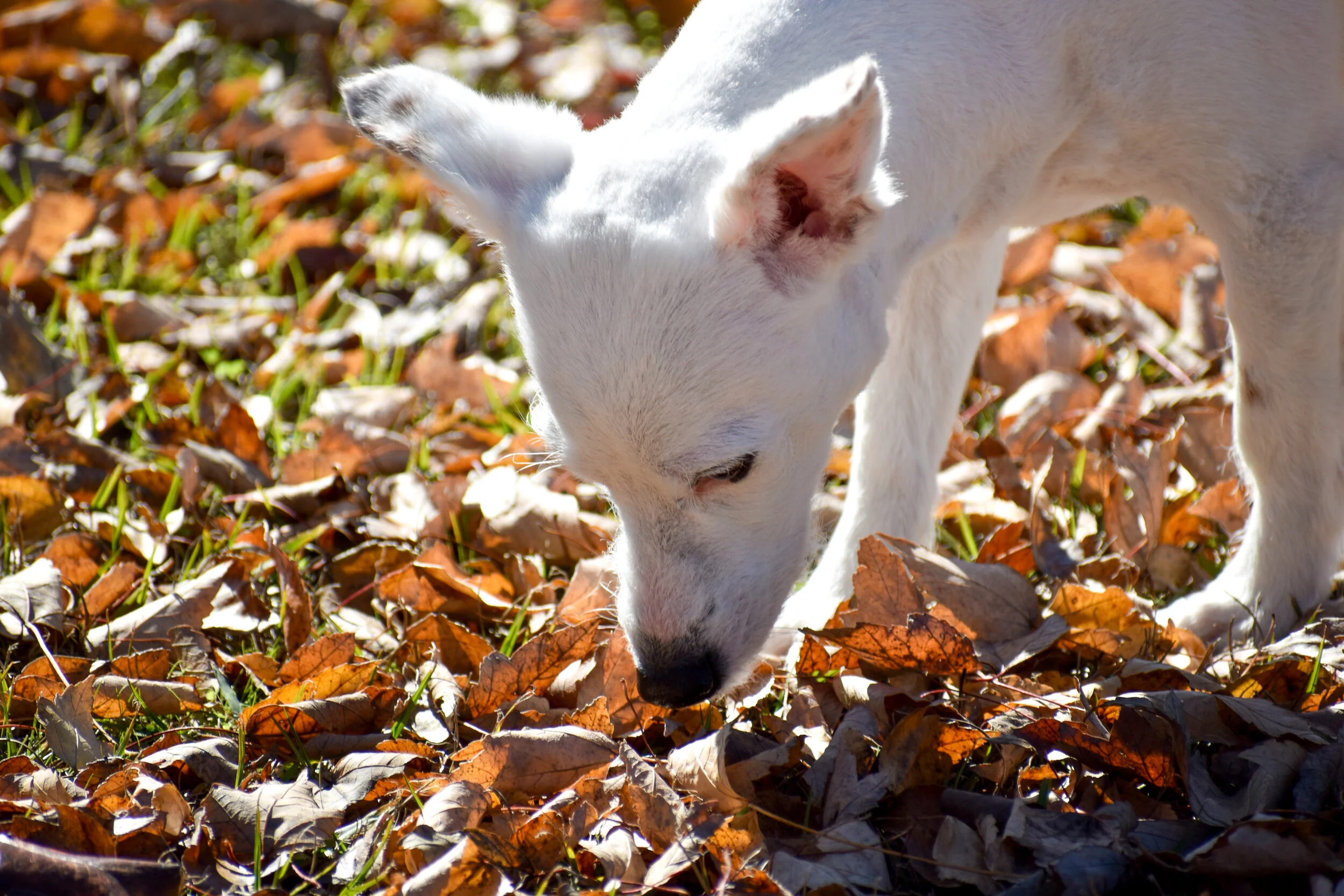 DSC_0555.jpg