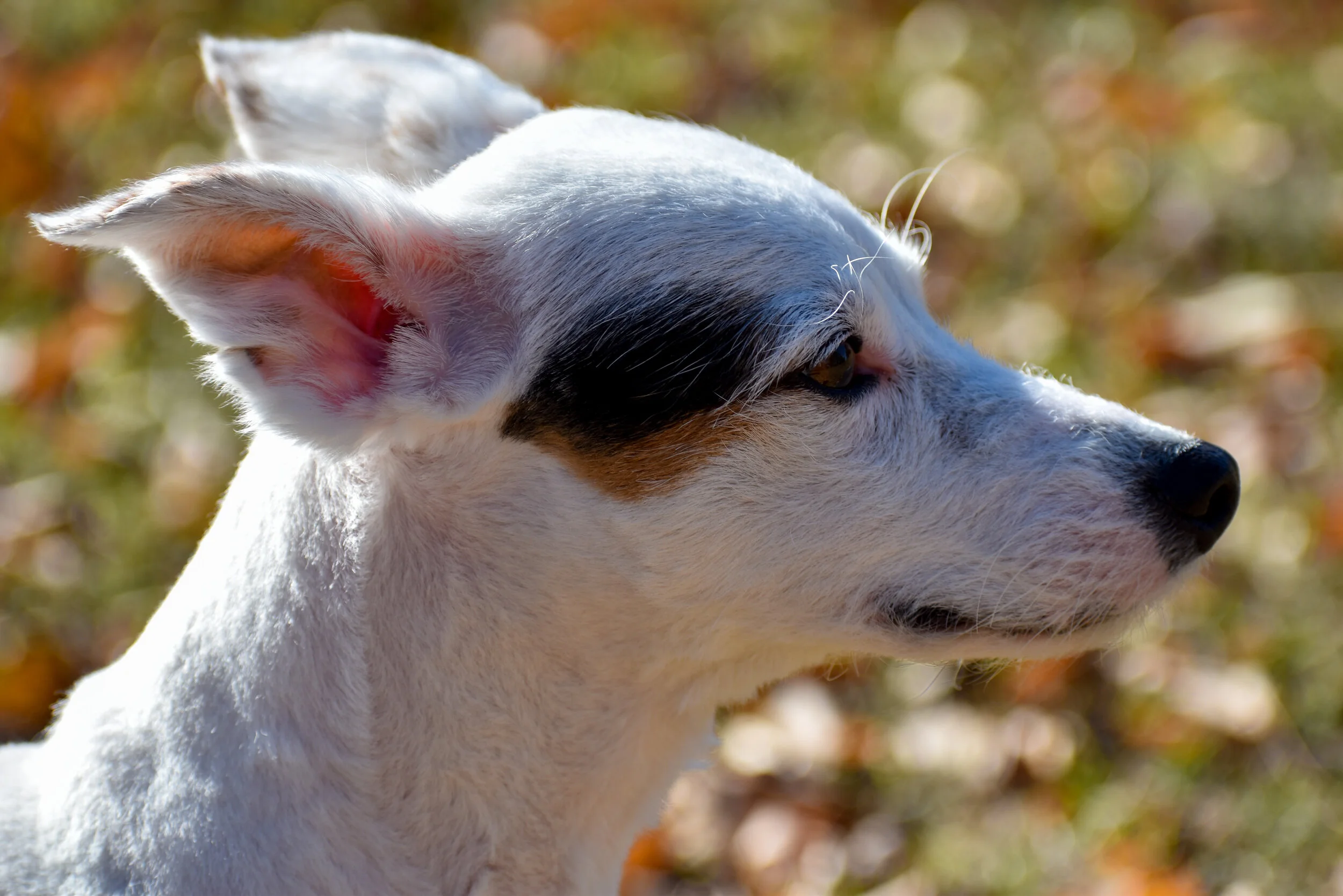 DSC_0607.jpg