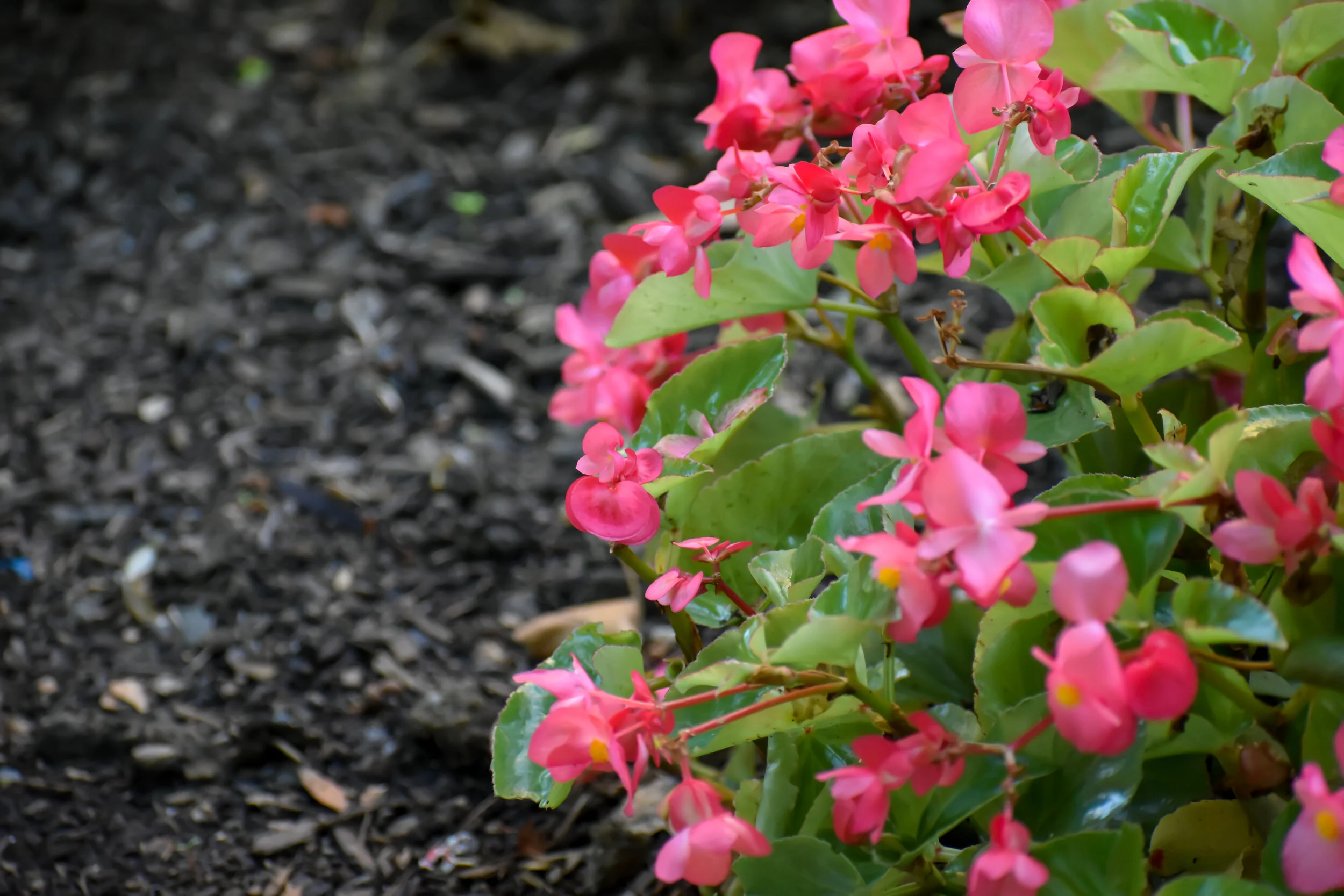 DSC_1051.jpg