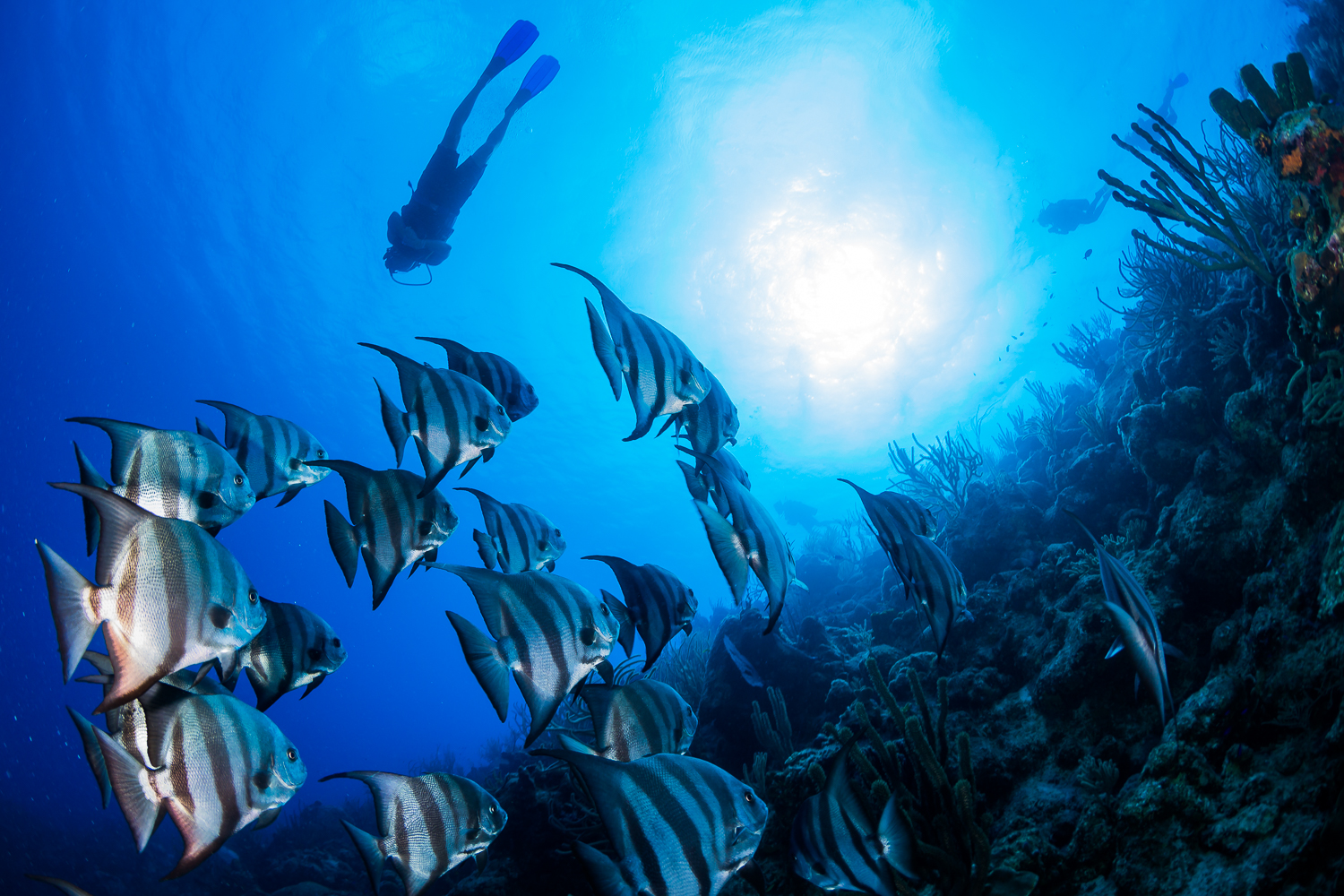 Atlantic Spadefish (Chaetodipterus faber), Turks & Caicos Islands