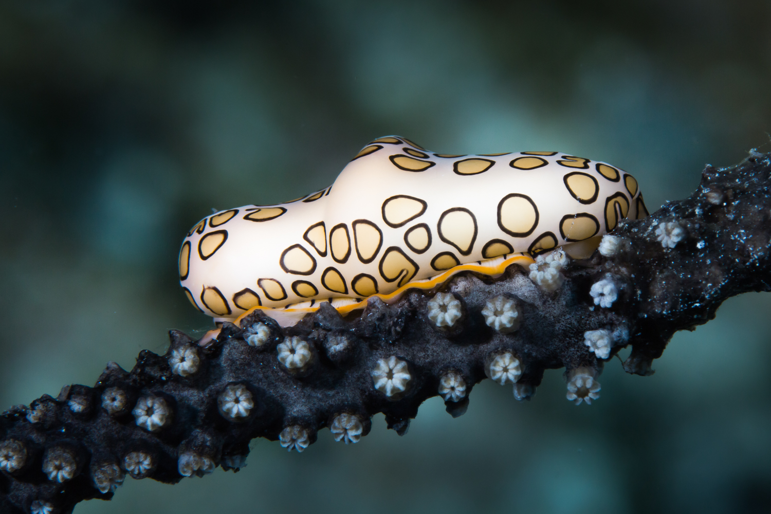 Flamingo Tongue Snail (Cyphoma gibbosum), Turks & Caicos Islands