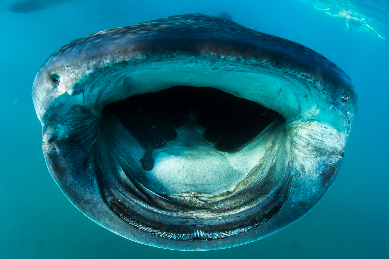 Whale Shark, La Paz, Mexico