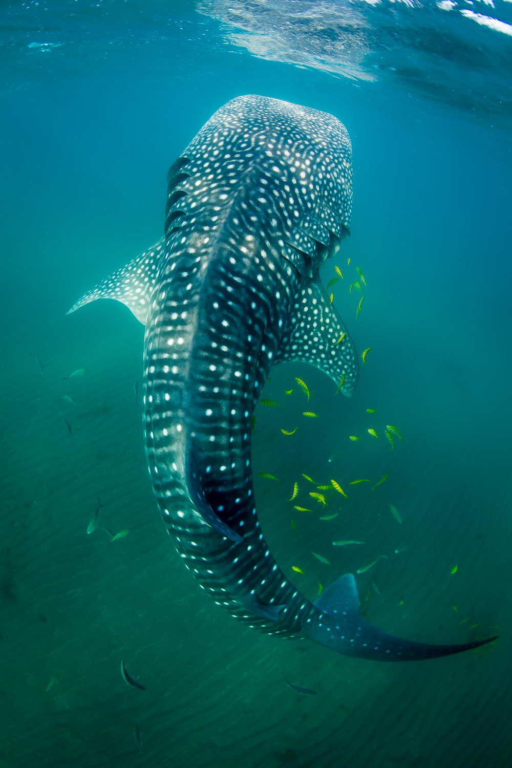 Whale Shark, La Paz, Mexico