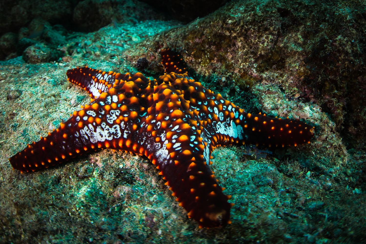 Starfish, La Paz, Mexico