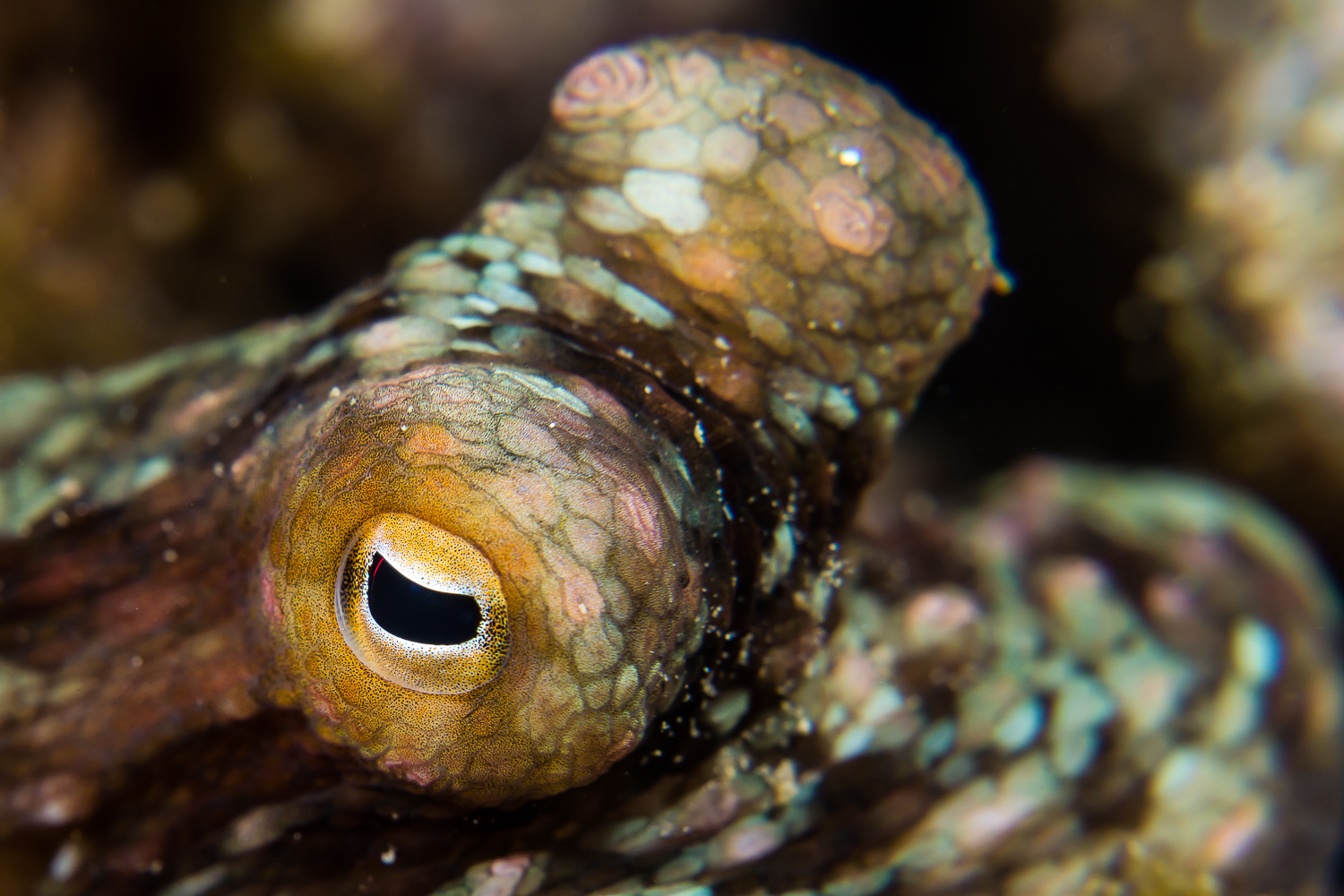California two-spot octopus (Octopus bimaculoides), Santa Cruz Island, CA