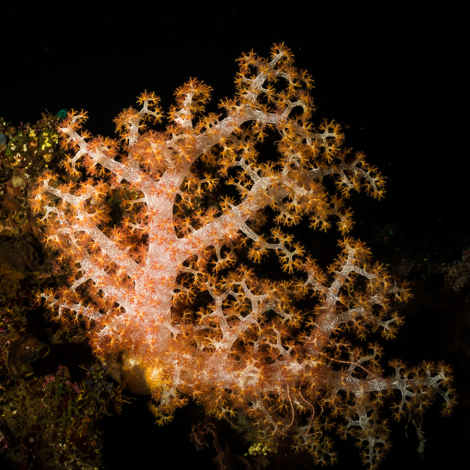 Soft Coral, USAT Liberty Wreck, Tulamben, Bali, Indonesia