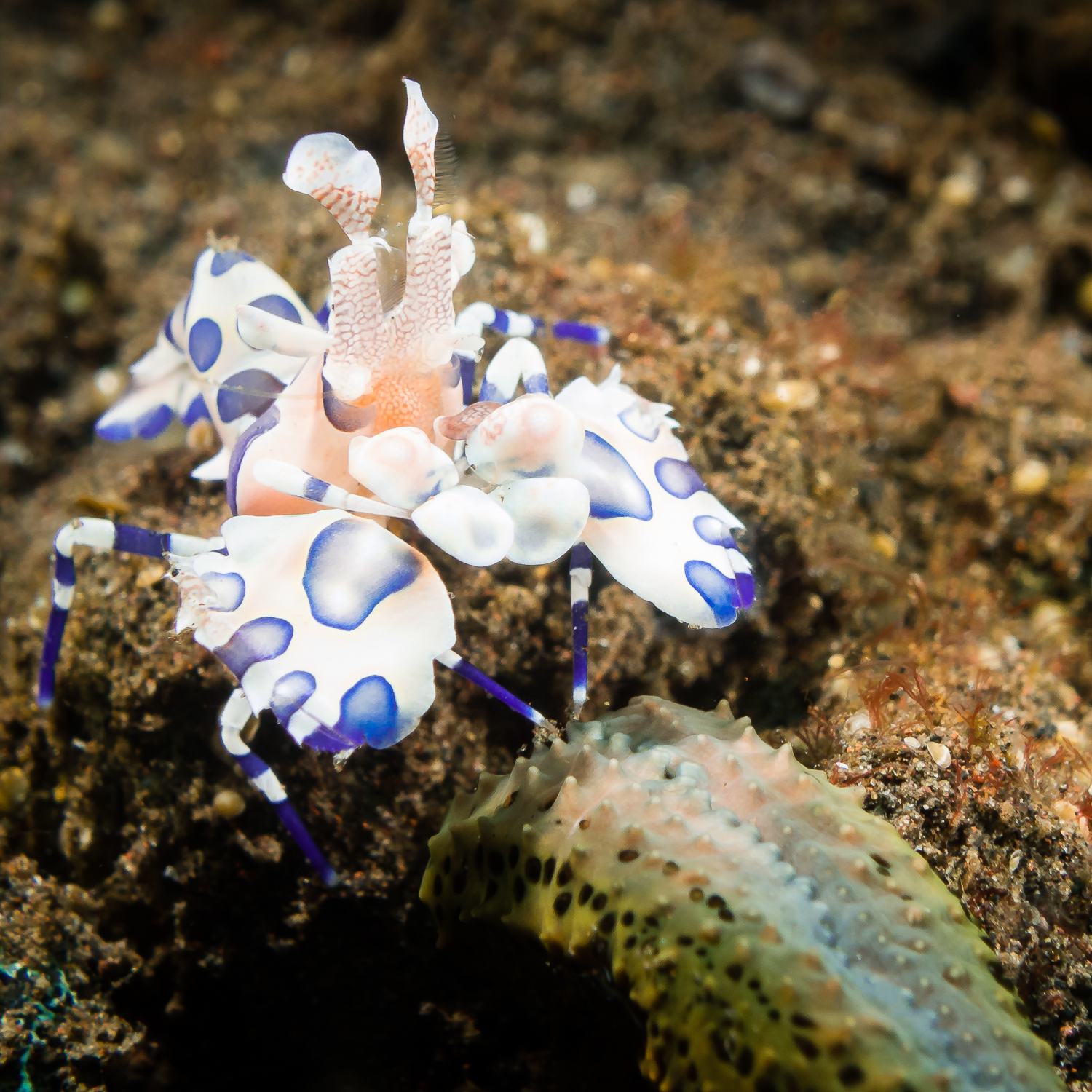 Harlequin Shrimp (Hymenocera picta), Seraya Secrets, Bali, Indonesia