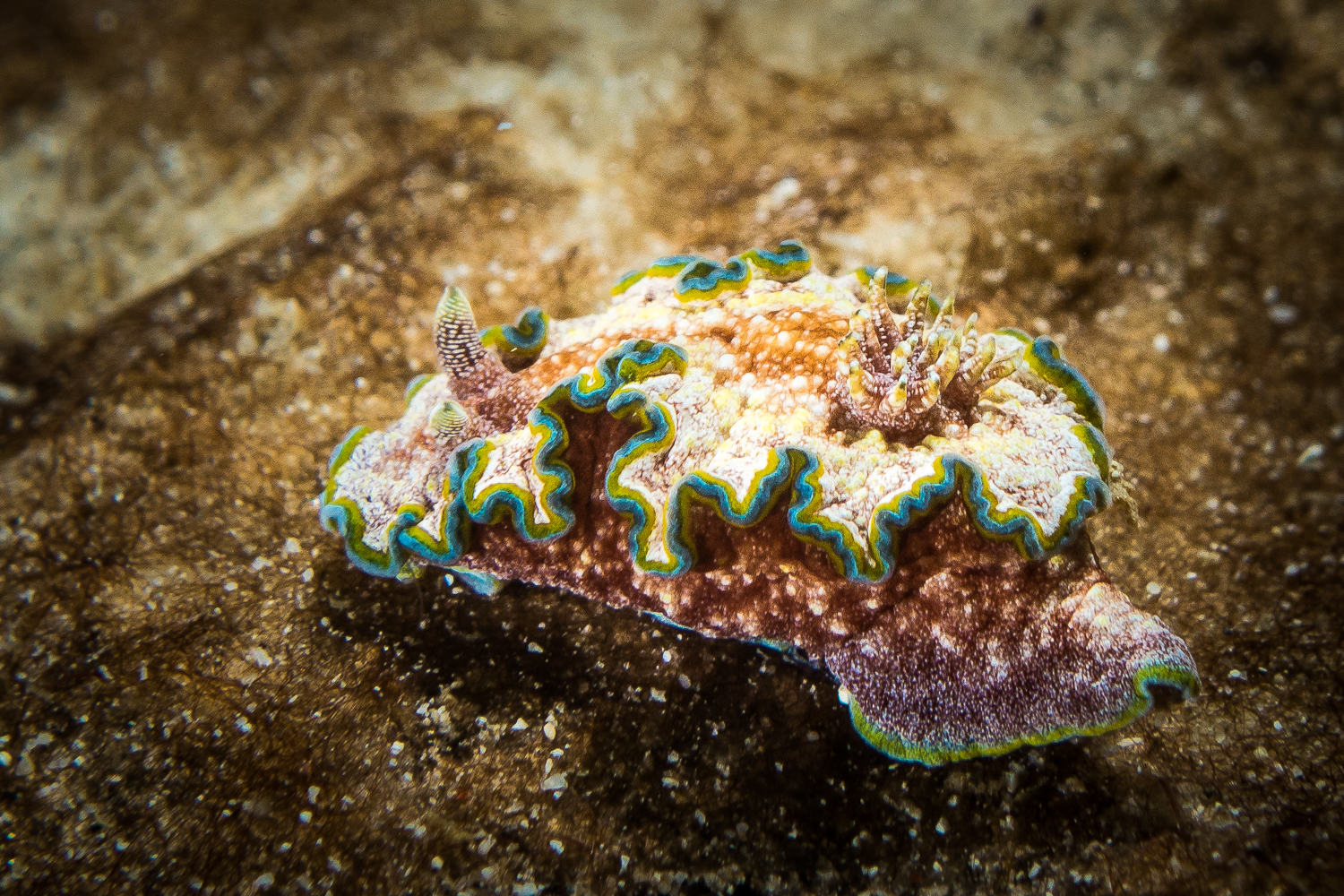 Glossodoris cincta Nudibranch, Bali, Indonesia