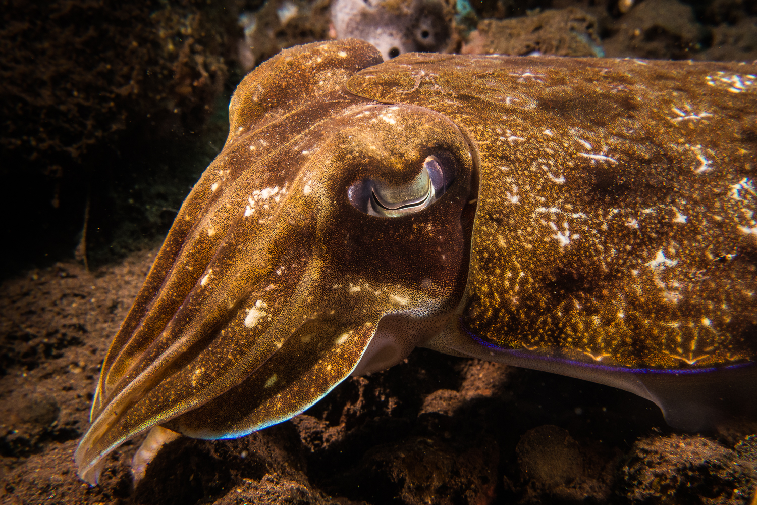 Broadclub cuttlefish (Sepia latimanus), Bali, Indonesia