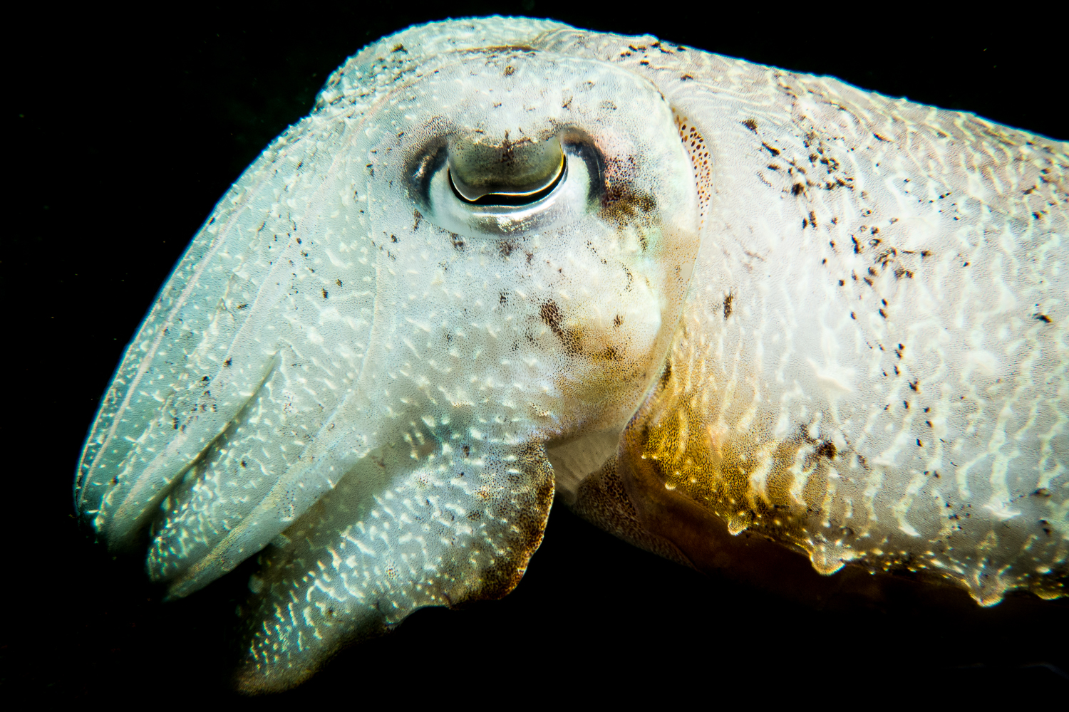 Broadclub Cuttlefish (Sepia latimanus), Bali, Indonesia