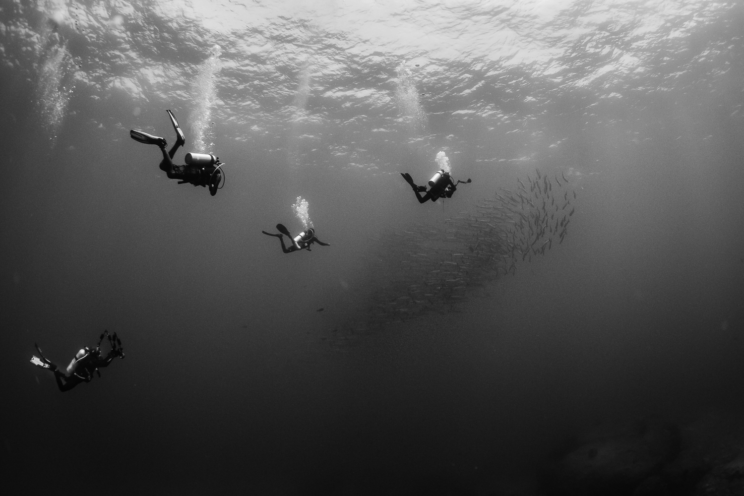 Divers and Barracuda, Barren Island, Andaman Sea, India