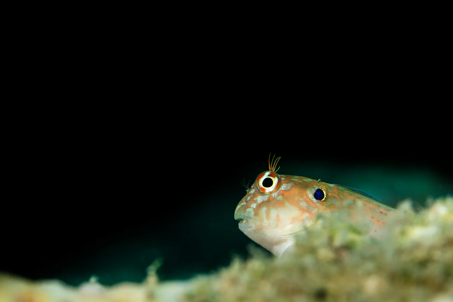 Earspot Blennie (Cirripectes auritus), North Cinque Island, Andaman Sea, India