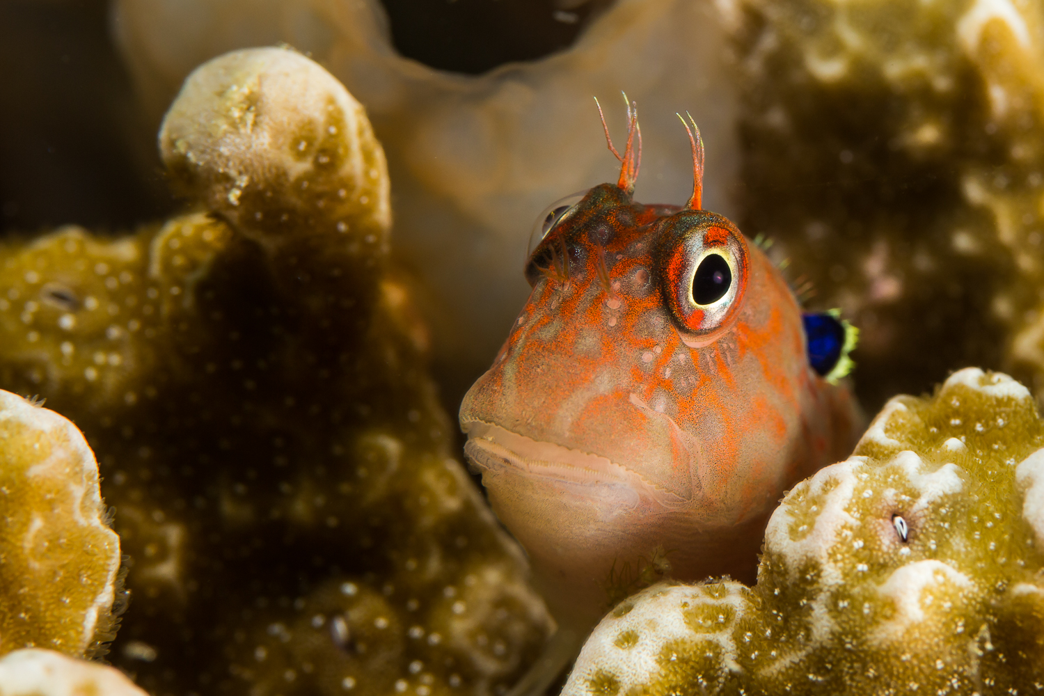 Earspot Blennie (Cirripectes auritus), North Cinque Island, Andaman Sea, India