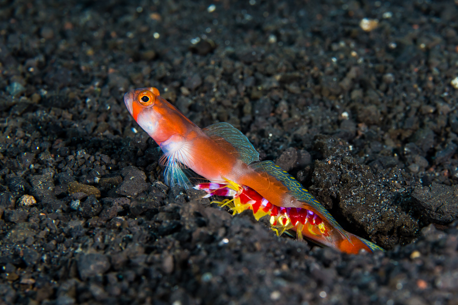 Aurora Shrimpgoby (Amblyeleotris aurora) & Randall's Shrimp (Alpheus randalli), Barren Island, Andaman Sea, India