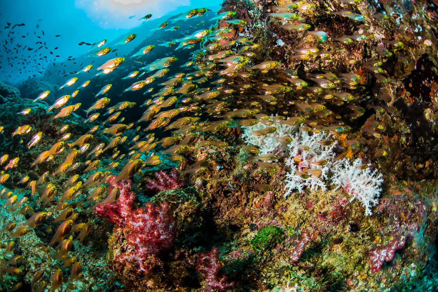Glassy Sweepers (Pempheris schomburgkii), North Cinque Island, Andaman Sea, India