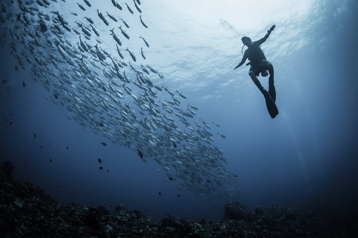 Diver with Schooling Jacks, Barren Island, Andaman Sea, India