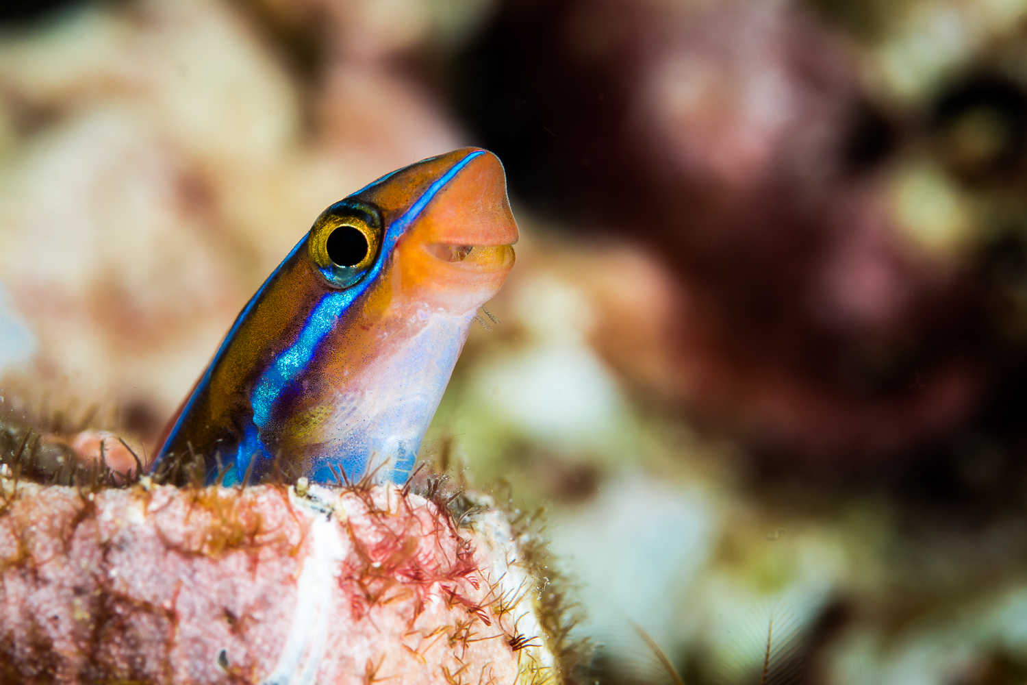 Blue Lined Sabertooth Blennie (Plagiotremus rhinorhynchos), North Cinque Island, Andaman Sea, India