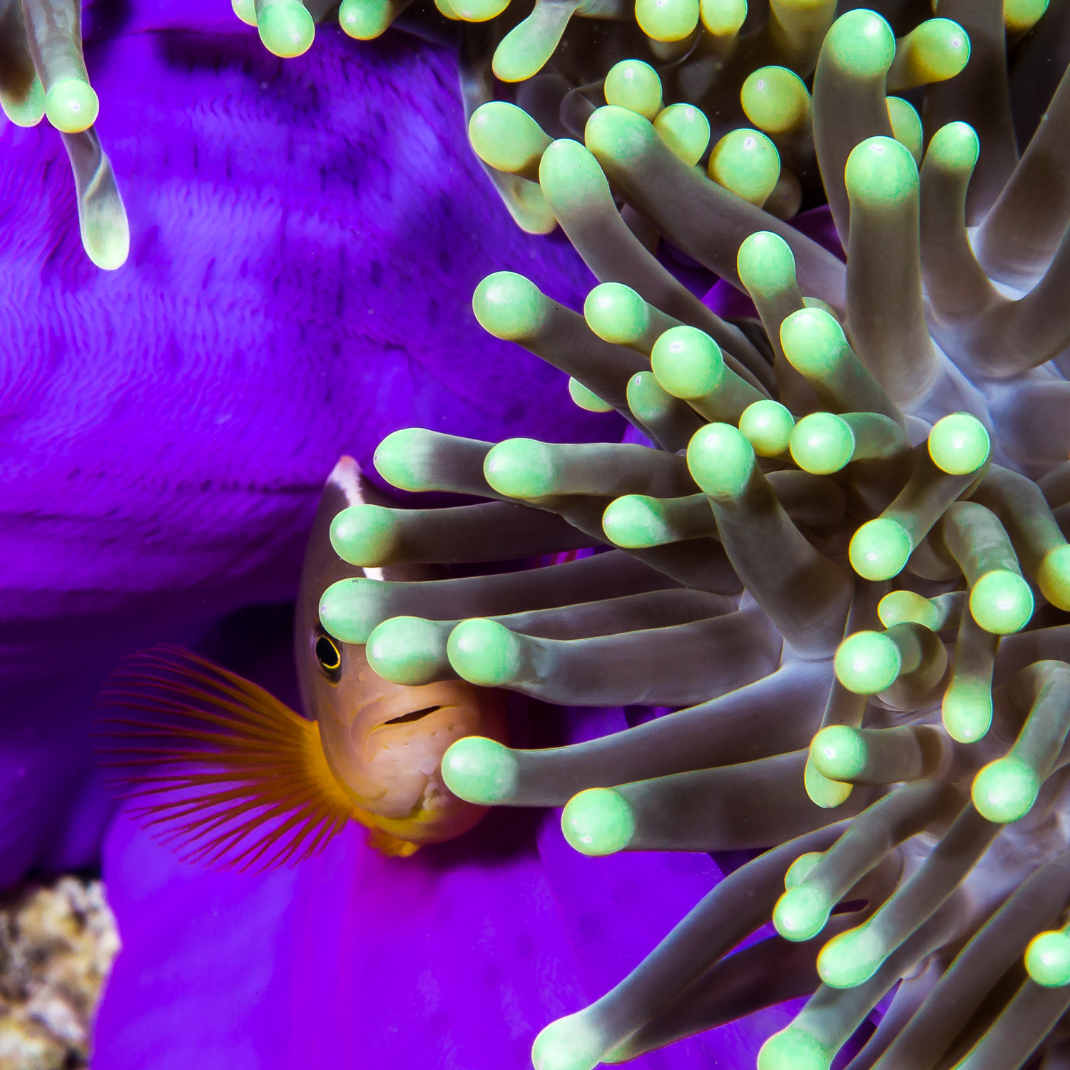 Skunk Clownfish (Amphiprion akallopisos) and Magnificent Sea Anemone (Heteractis magnifica), Barren Island, Andaman Sea, India