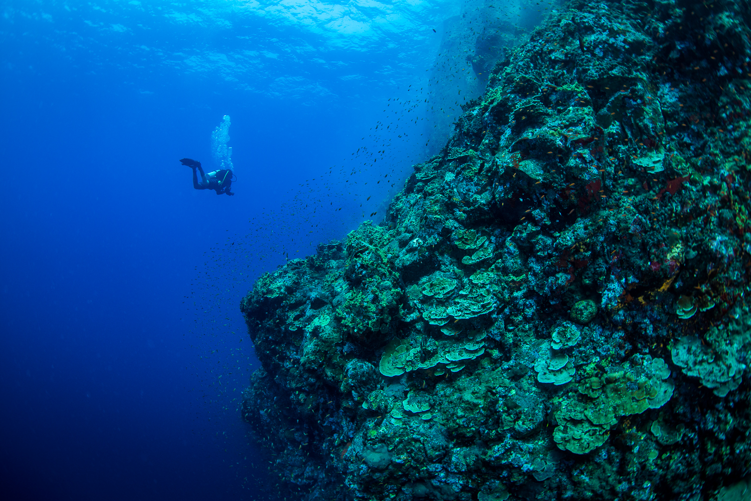 A diver hangs effortlessly off a steep wall at dive site Black Magic at Barren Island, Andaman Sea, India