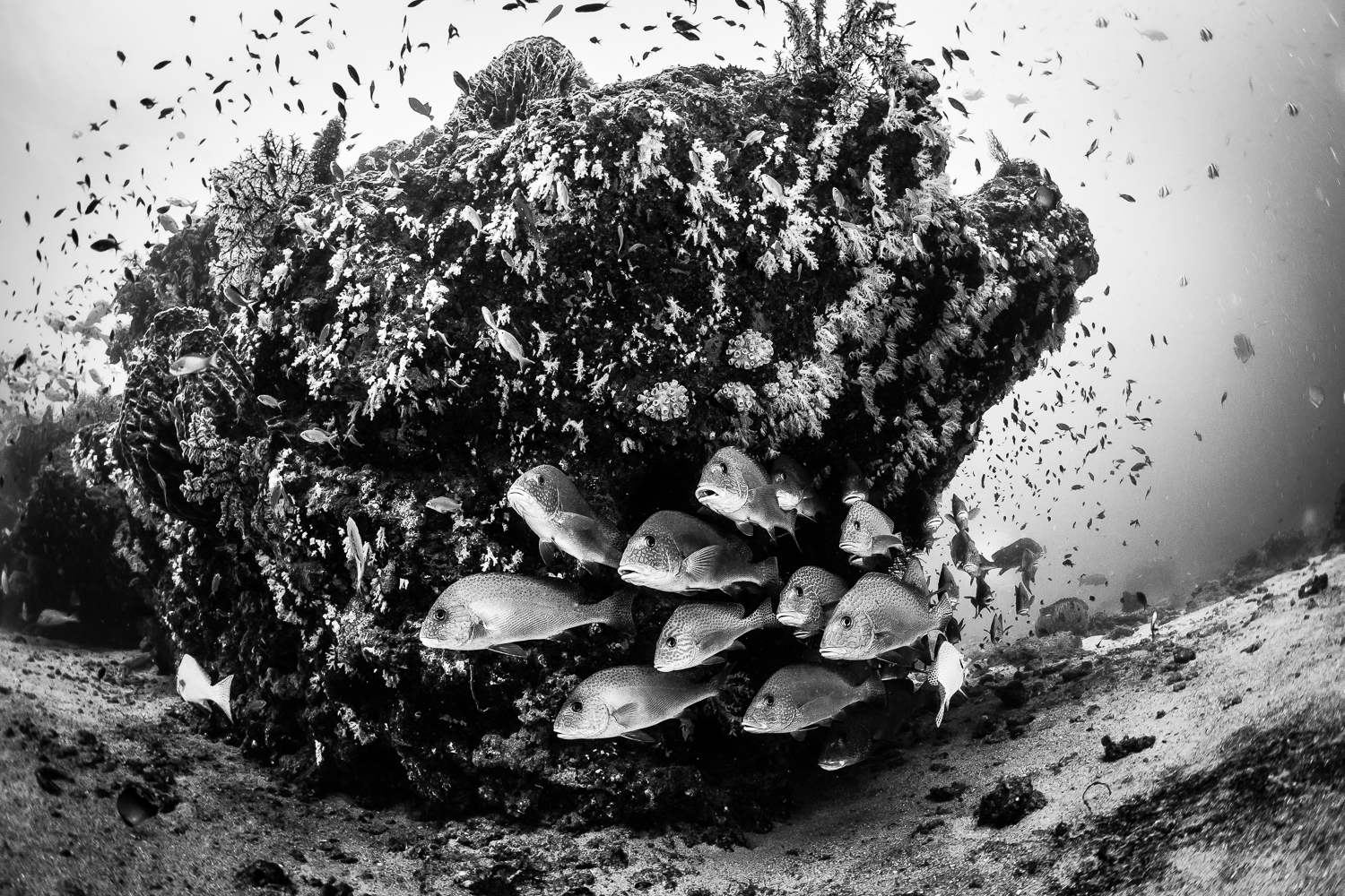 Sweetlips, Havelock Island, Andaman Sea, India