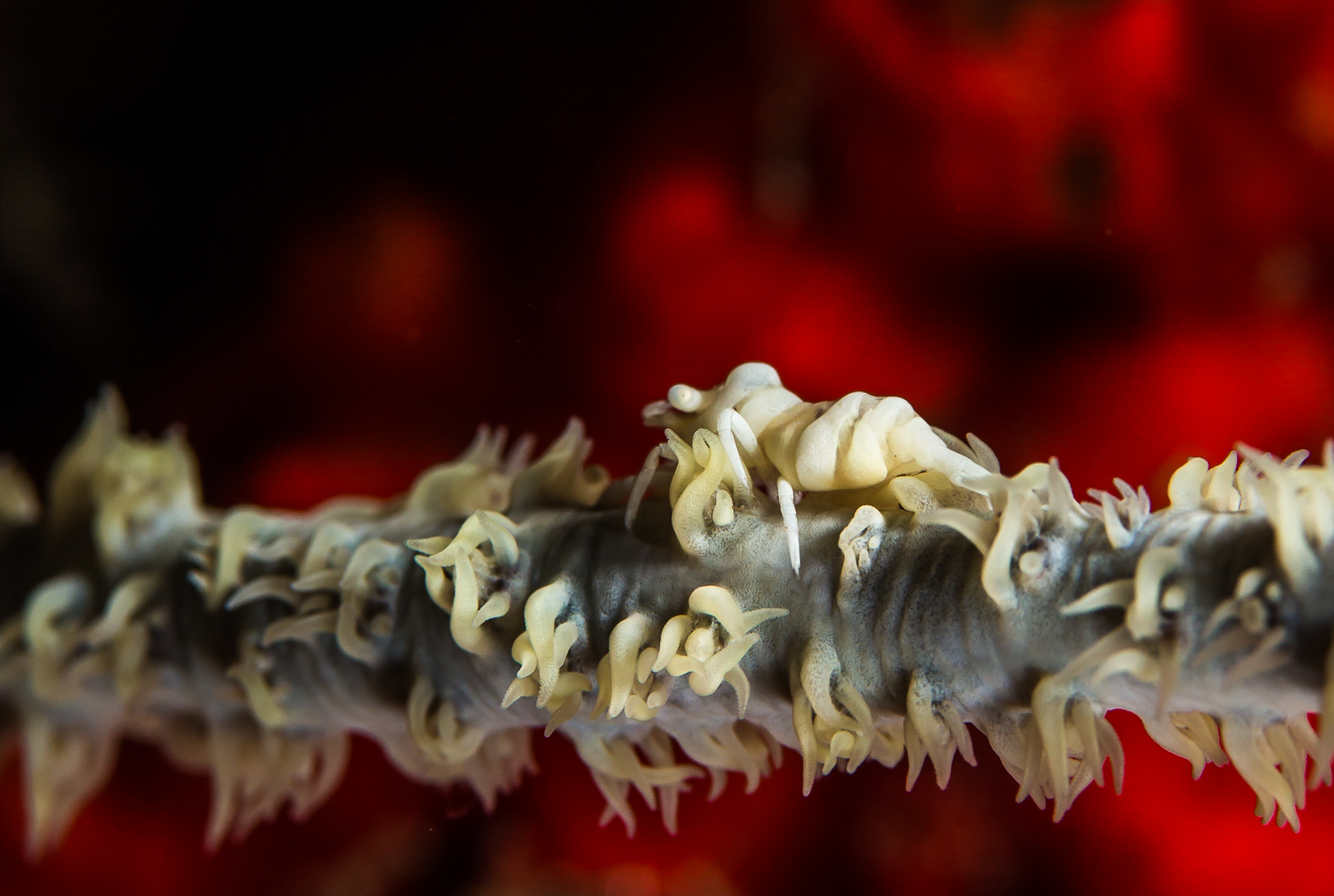 Whip Coral Shrimp (Pontonides ankeri), Barren Island, Andaman Sea, India