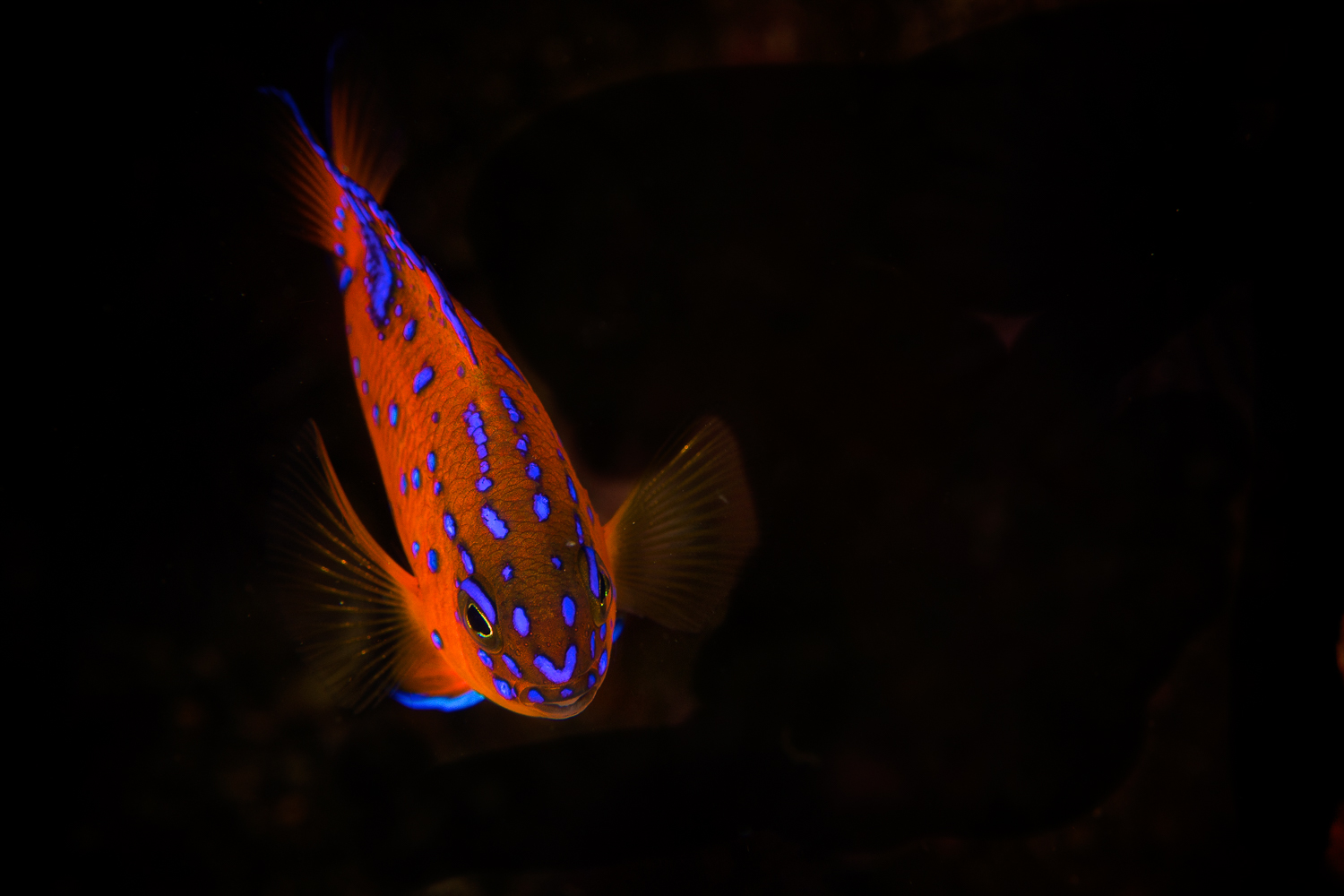 Juvenile Garibaldi (Hypsypops rubicundus), Anacapa Island, CA