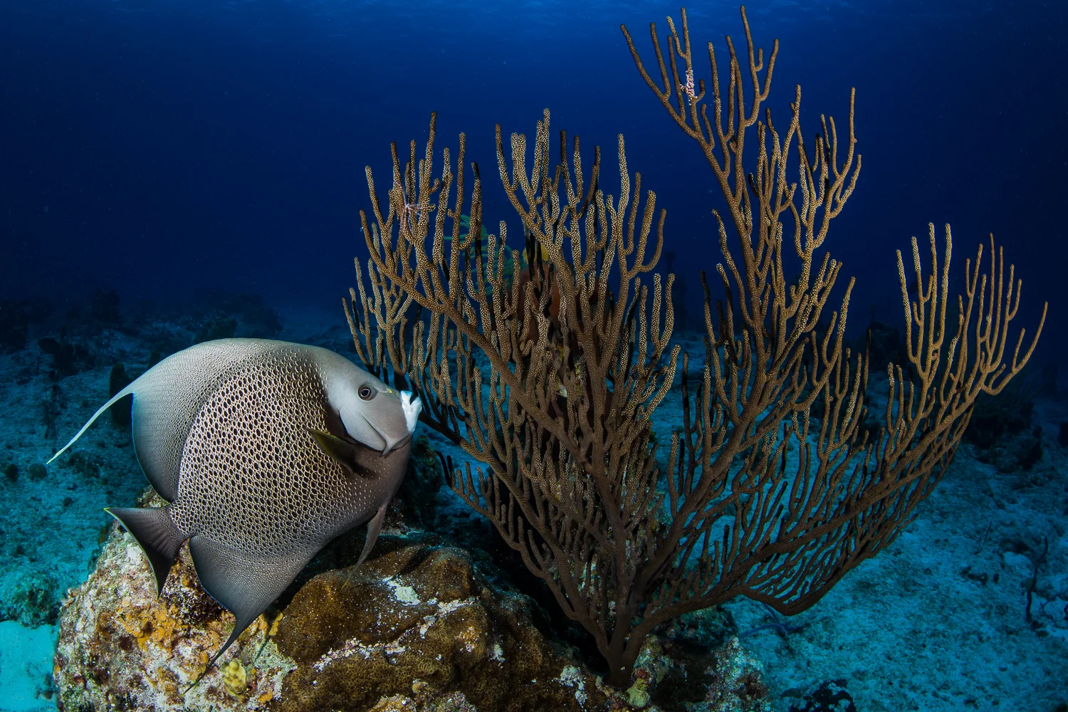Gray Angelfish (Pomacanthus arcuatus), Turks & Caicos Islands