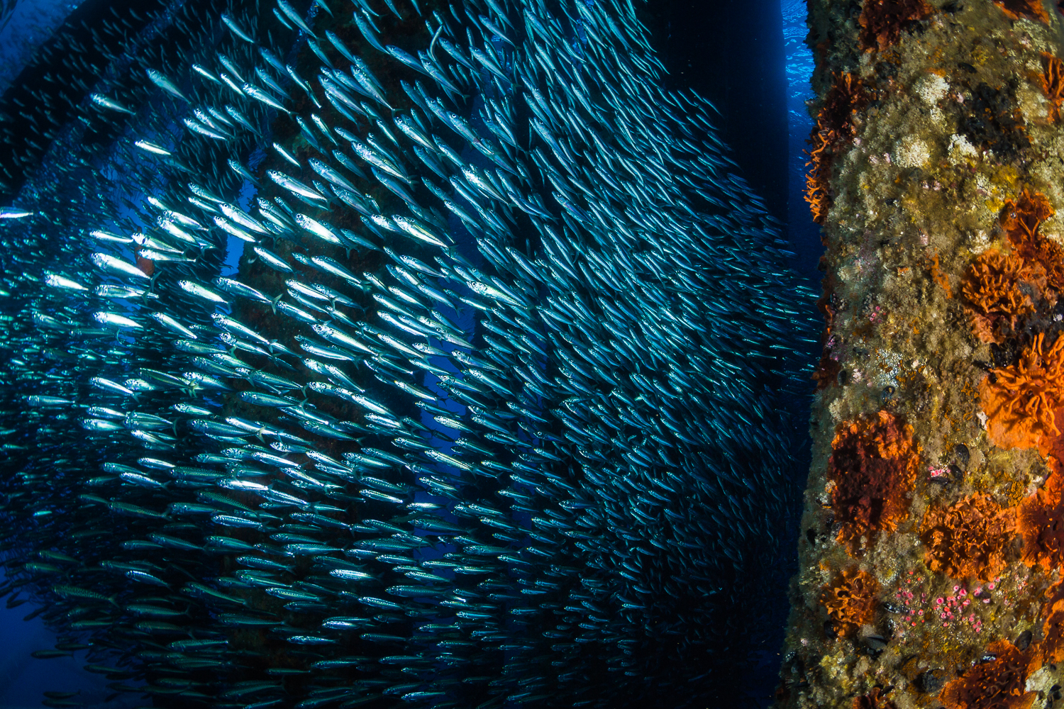 Bait ball under the Oil Rig Eureka, Los Angeles, CA