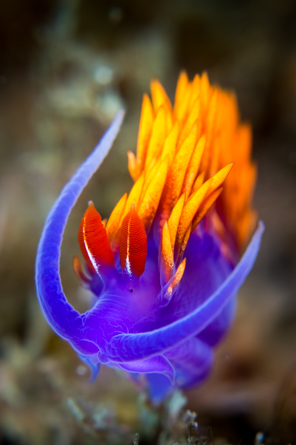 Spanish Shawl (Flabellina iodinea), photographed at Santa Cruz Island, CA