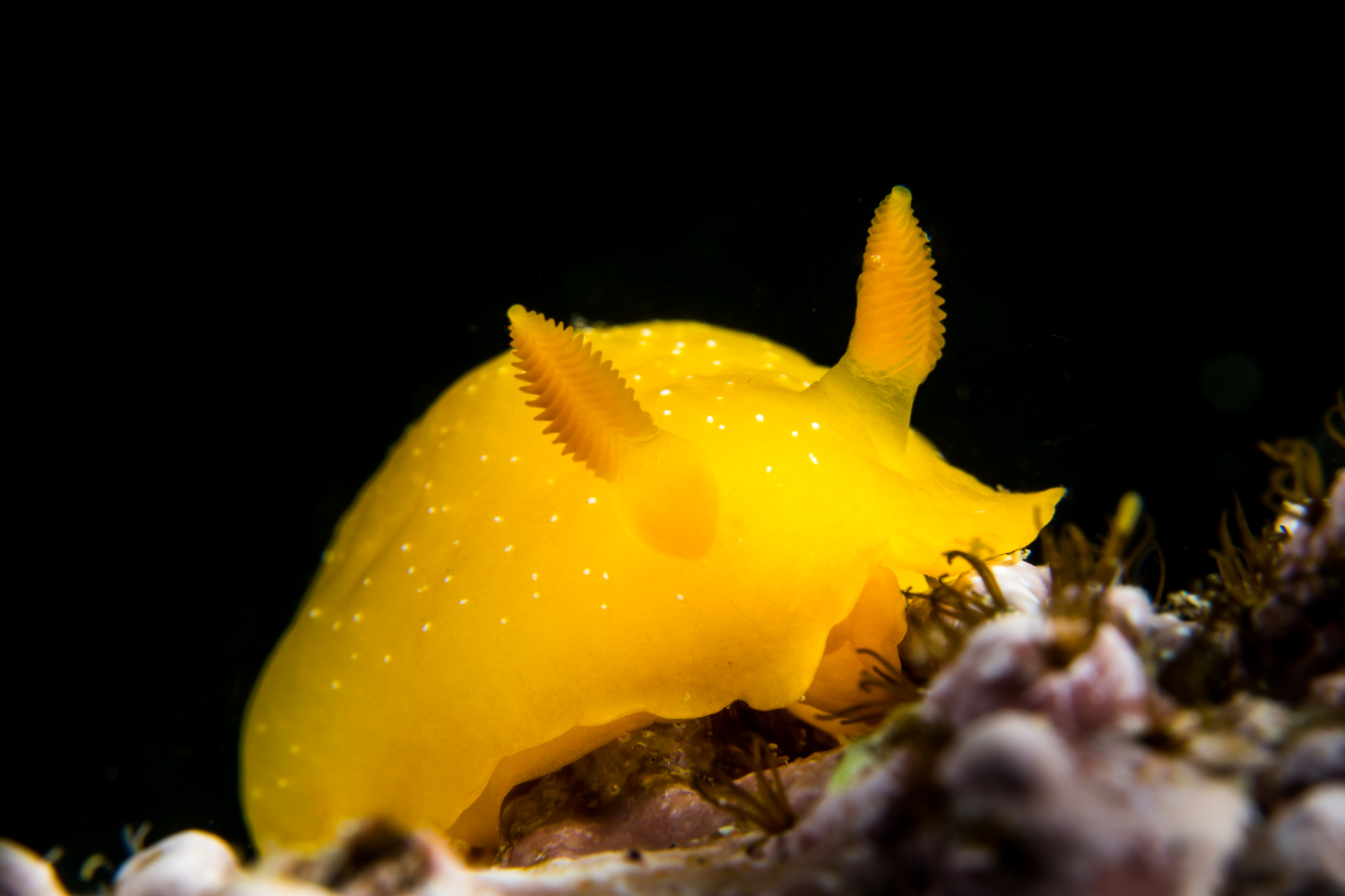 Doriopsilla albopunctata Nudibranch, Santa Cruz Island, CA