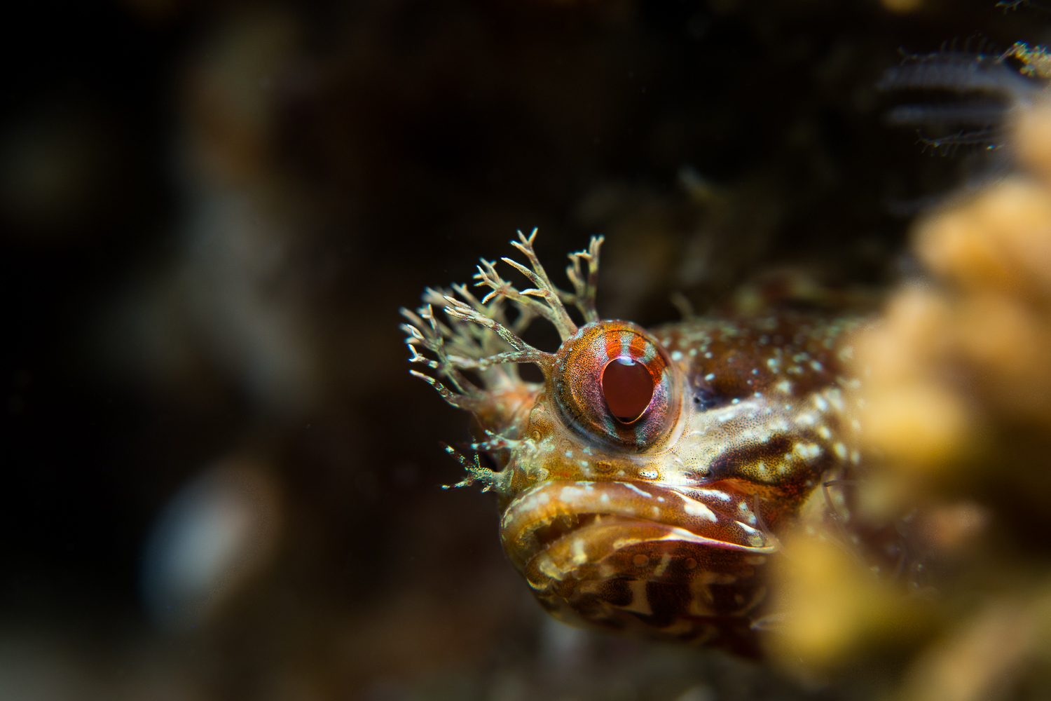 Yellowfin Fringehead (Neoclinus stephensae), Santa Cruz Island, CA