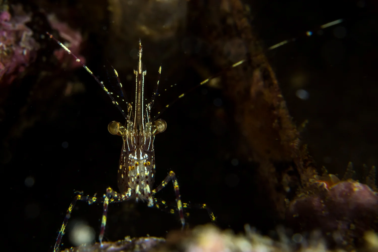 A Coonstripe Shrimp (Pandalus gurneyi), photograhped at Emerald Bay, Santa Cruz Island, CA.