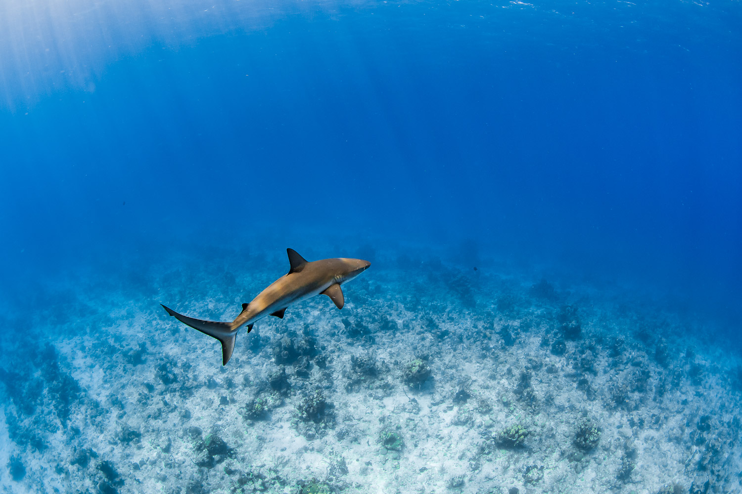 Carribean Reef Shark (Carcharhinus perezii), Turks and Caicos Islands