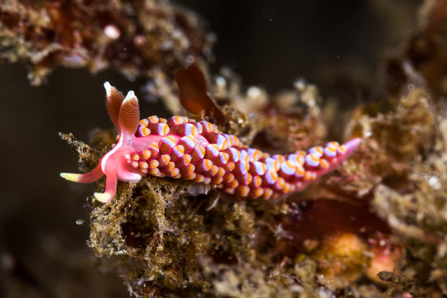 Babakina festiva Nudibranch, Anacapa Island, CA